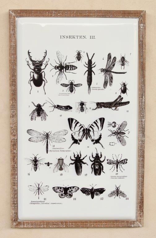 White Enamel Multi Insect Picture